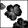 Black & White Flowers